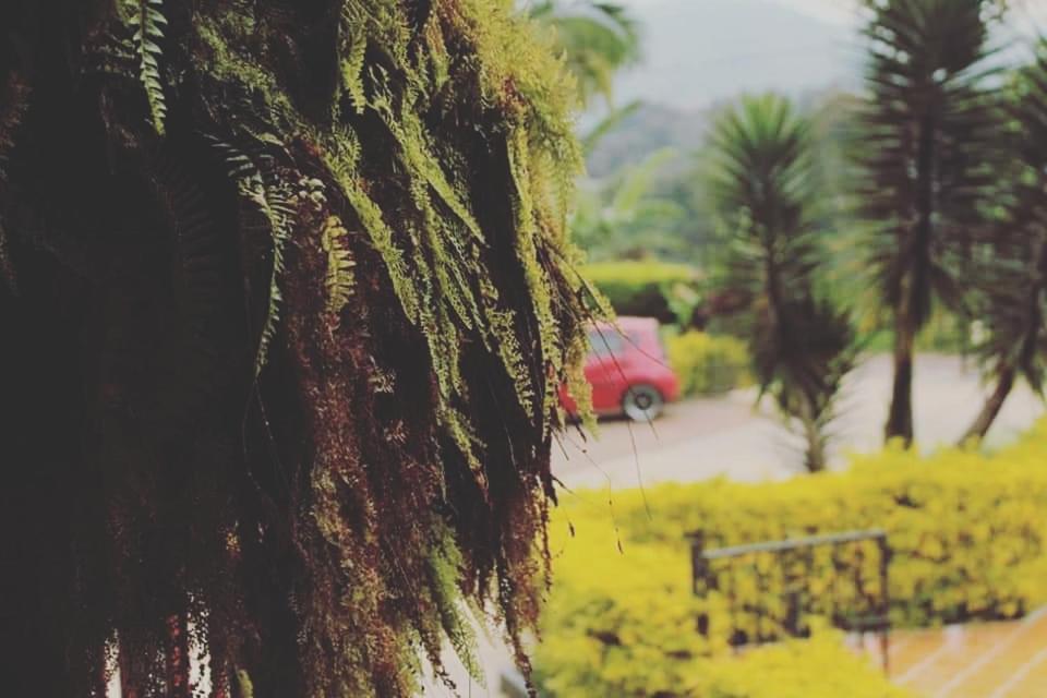 Vila Finca El Diamante Calarcá Exteriér fotografie